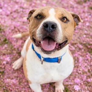 Buster, Mixed Breed (Medium), adult, available for adoption