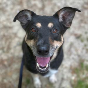 Louie, Mixed Breed (Large), senior, available for adoption