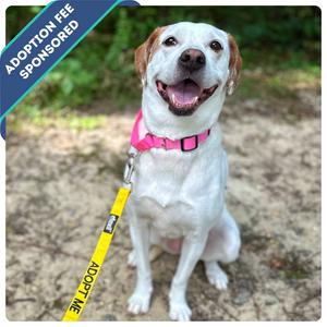 Pel, Mixed Breed (Medium), senior, available for adoption