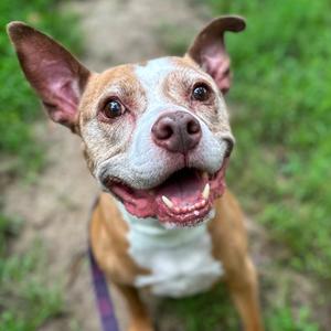 Bubba, Mixed Breed (Large), senior, available for adoption
