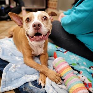 Bubba, Mixed Breed (Large), senior, available for adoption