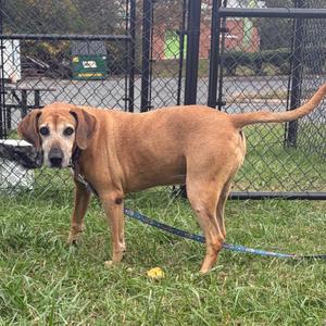 A brown dog standing on grass with a blue leash, near a chain-link fence.
