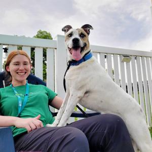 Scout, Mixed Breed (Large), adult, available for adoption