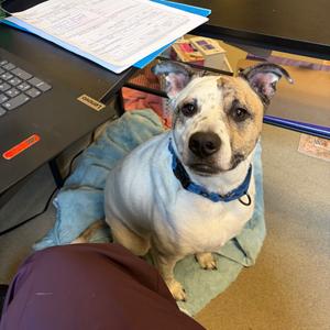 Scout, Mixed Breed (Large), adult, available for adoption