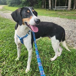 Dulce, Mixed Breed (Medium), adult, available for adoption