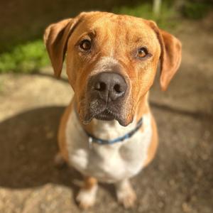 Draco, Mixed Breed (Large), adult, available for adoption