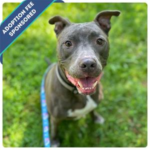 Rico, Mixed Breed (Large), senior, available for adoption