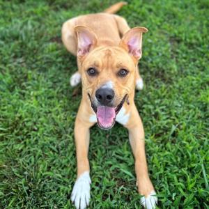 Dexter, Mixed Breed (Large), adult, available for adoption