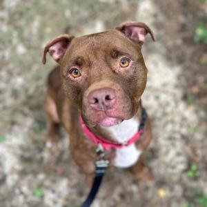 Lila, Mixed Breed (Large), senior, available for adoption