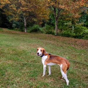 A brown and white dog standing on a grassy field with trees in the background.