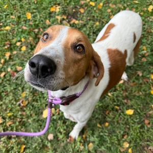 Dunkaroo, Mixed Breed (Large), adult, available for adoption