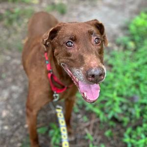 Brooke, Mixed Breed (Large), senior, available for adoption