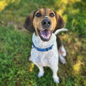 Bandito, Mixed Breed (Medium), adult, available for adoption