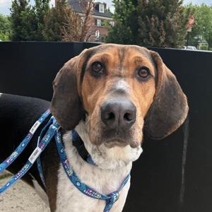 Bandito, Mixed Breed (Medium), adult, available for adoption