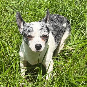 Bruiser, Mixed Breed (Small), senior, available for adoption