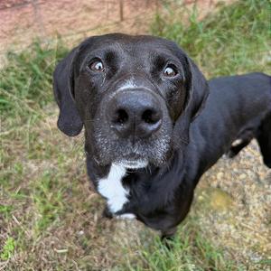 A black dog with a white patch on its chest is looking up at the camera with wide eyes.