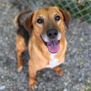 Harry, Mixed Breed (Medium), adult, available for adoption