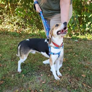 Brent, Mixed Breed (Medium), adult, available for adoption