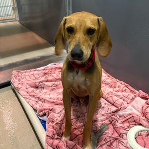Blue, Mixed Breed (Medium), adult, available for adoption