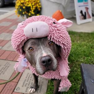 Ellie, Mixed Breed (Medium), adult, available for adoption