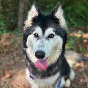 Dakota, Mixed Breed (Medium), adult, available for adoption