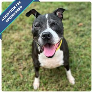 Cupcake, Mixed Breed (Large), senior, available for adoption