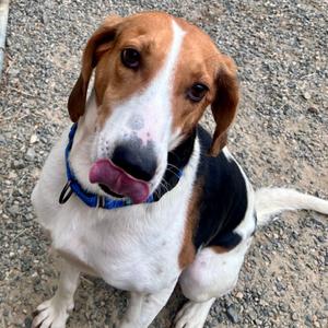 Tuna Fish, Mixed Breed (Large), adult, available for adoption
