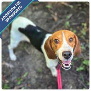 Fern, Mixed Breed (Medium), adult, available for adoption