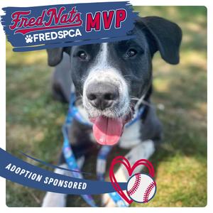 Moose Track, Mixed Breed (Large), adult, available for adoption