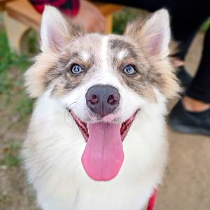 Possum, Mixed Breed (Medium), adult, available for adoption