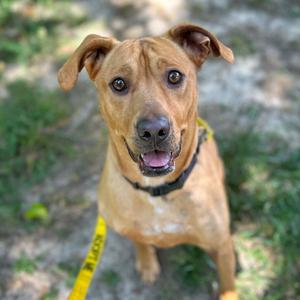 Roxi, Mixed Breed (Medium), adult, available for adoption