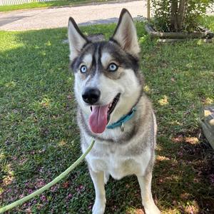 Lenny, Mixed Breed (Large), adult, available for adoption