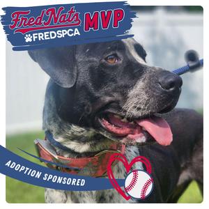 Baja, Mixed Breed (Large), adult, available for adoption