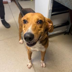 Gus, Mixed Breed (Large), adult, available for adoption