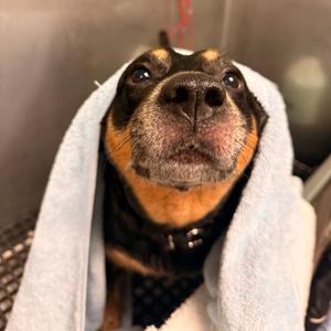 Celeste, Mixed Breed (Medium), adult, available for adoption