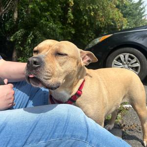 Rose, Mixed Breed (Medium), adult, available for adoption