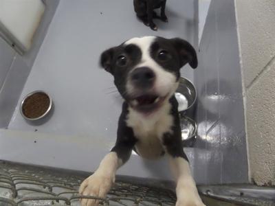 A black and white puppy with big eyes and a happy expression, standing in a kennel with a food bowl and water bowl nearby.