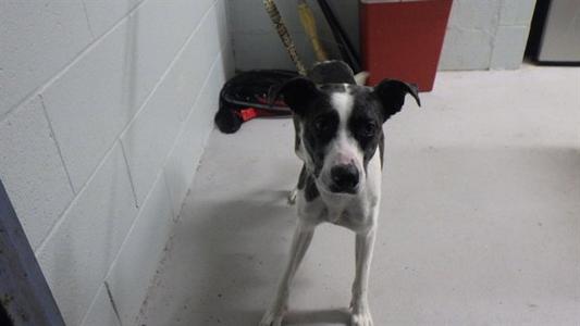 ATHENA, Pit Bull Terrier, adult, available for adoption