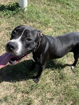 DOMINIQUE, Pit Bull Terrier, adult, available for adoption