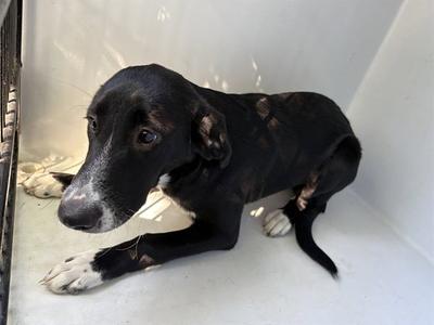 DRACULARA, Labrador Retriever, young, available for adoption