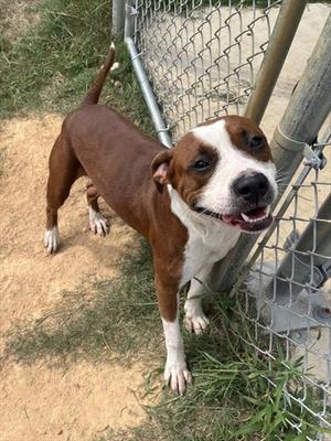 RODGER, Pit Bull Terrier, adult, available for adoption