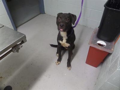 A black and white dog with a purple leash is sitting on a concrete floor in a room with a metal table and a trash can.