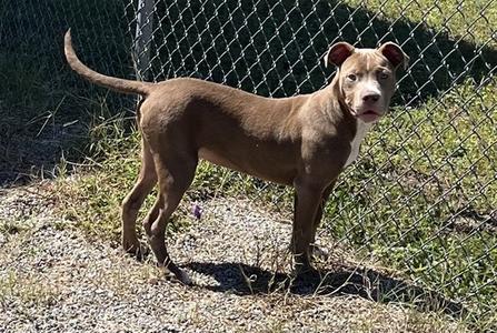 BECKETT, Pit Bull Terrier, young, available for adoption