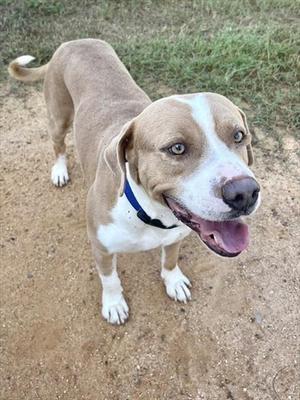 A brown and white dog with a blue collar, standing on a dirt path, looking up with its mouth open and tongue out.