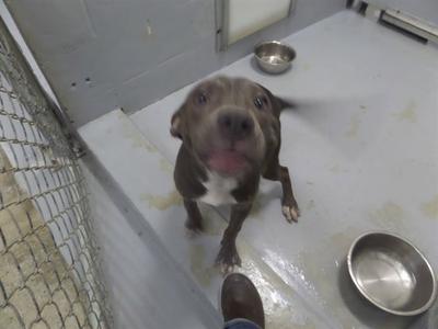 A brown and white dog with a black nose and floppy ears is standing on a concrete floor in a kennel. The dog is looking up with its mouth open, showing its tongue. There are two metal bowls on the floor, one of which is a water bowl. The dog appears to be in a shelter or animal care facility.