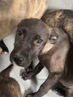 A close-up of a brown puppy with large, expressive eyes, sitting on a white surface. The puppy has a smooth coat and appears to be looking directly at the camera. Another dog with a brindle pattern is partially visible in the background.