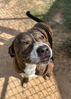 POPPA, Pit Bull Terrier, adult, available for adoption