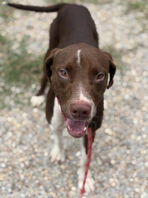 JAEGER, Labrador Retriever, adult, available for adoption