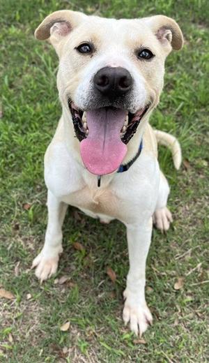 HAWKEYE, Pit Bull Terrier, adult, available for adoption