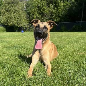 BENNY, Belgian Shepherd Malinois, young, available for adoption